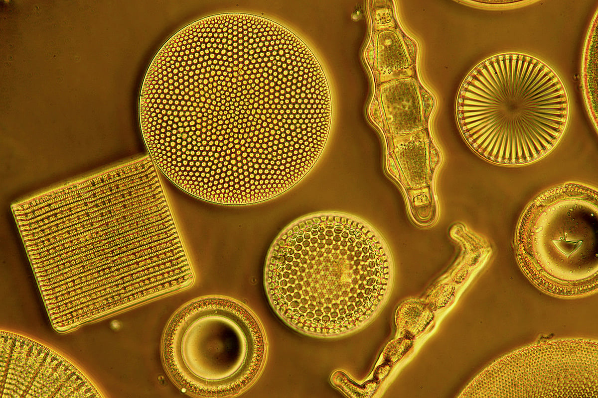 Vital to Life: Drifters and Wanderers III by Sonia Mehra Chawla from Gallery Espace